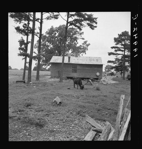 Untitled photo, possibly related to: Negro sharecropper house seen from rear. Note pine trees and light sandy soil. Person County, North Carolina