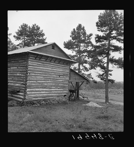 Sharecropper tobacco barn showing tobacco in field across the road Person County, North Carolina. Off Highway 144
