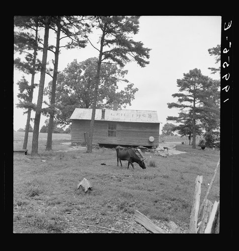 Negro sharecropper house seen from rear. Note pine trees and light sandy soil. Person County, North Carolina