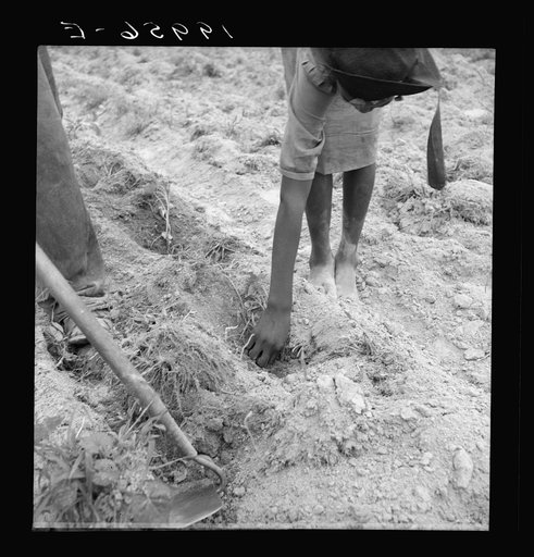 Untitled photo, possibly related to: Thirteen year old daughter of Negro sharecropper planting sweet potatoes.  She walks down the row and places the young plants in the holes her father has dug with a hoe. They will return down the row, water the plants with a bucket of water, then cover roots with