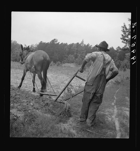 Negro plowing corn. He is a tenant who raises mainly tobacco, and has lived here for four years. The corn field is grassy and poor. Off Highway 144. Person County, North Carolina