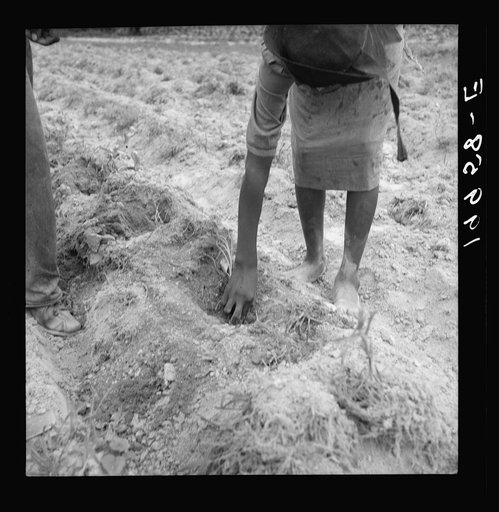 Thirteen year old daughter of Negro sharecropper planting sweet potatoes.  She walks down the row and places the young plants in the holes her father has dug with a hoe. They will return down the row, water the plants with a bucket of water, then cover roots with earth. Person County, Olive Hill, No
