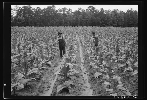 Untitled photo, possibly related to: Topping tobacco. Shoofly, North Carolina