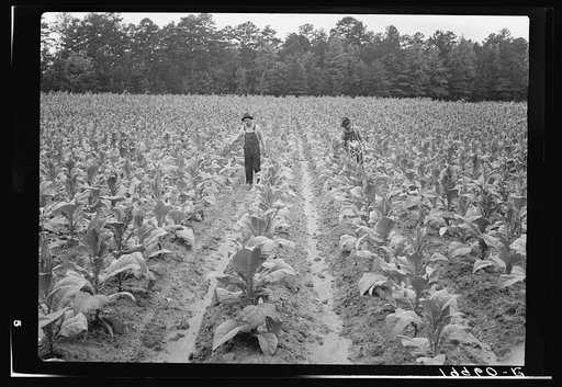 Untitled photo, possibly related to: Topping tobacco. Shoofly, North Carolina
