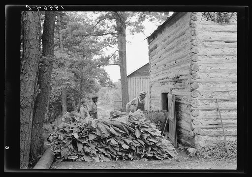 Putting in tobacco after the morning work. Shoofly, North Carolina