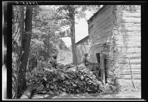 Untitled photo, possibly related to: Putting in tobacco after the morning work. Shoofly, North Carolina