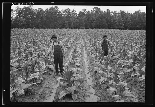 Topping tobacco. Shoofly, North Carolina
