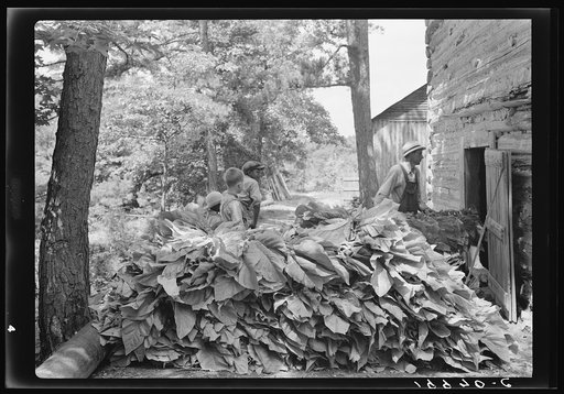 Untitled photo, possibly related to: Putting in tobacco after the morning work. Shoofly, North Carolina