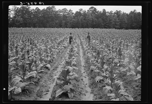 Untitled photo, possibly related to: Topping tobacco. Shoofly, North Carolina
