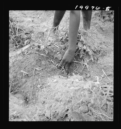 Untitled photo, possibly related to: Thirteen year old daughter of Negro sharecropper planting sweet potatoes.  She walks down the row and places the young plants in the holes her father dug with a hoe. They will return down the row, water the plants with a bucket then cover the roots with earth. Ol
