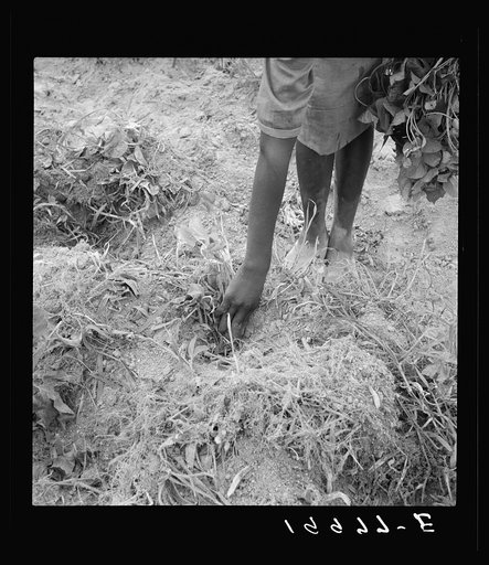 Thirteen year old daughter of Negro sharecropper planting sweet potatoes.  She walks down the row and places the young plants in the holes her father dug with a hoe. They will return down the row, water the plants with a bucket then cover the roots with earth. Olive Hill, North Carolina