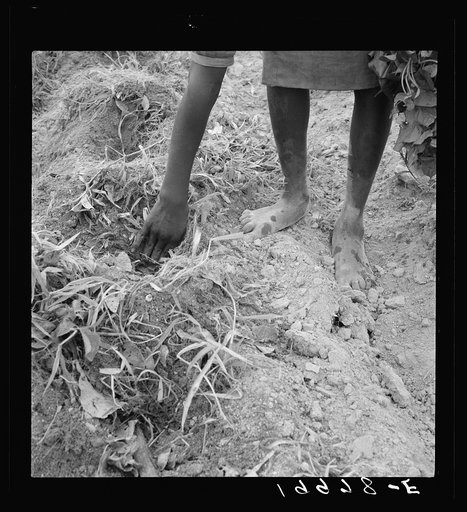 Thirteen year old daughter of Negro sharecropper planting sweet potatoes.  She walks down the row and places the young plants in the holes her father dug with a hoe. They will return down the row, water the plants with a bucket then cover the roots with earth. Olive Hill, North Carolina