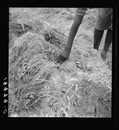 Untitled photo, possibly related to: Thirteen year old daughter of Negro sharecropper planting sweet potatoes.  She walks down the row and places the young plants in the holes her father dug with a hoe. They will return down the row, water the plants with a bucket then cover the roots with earth. Ol
