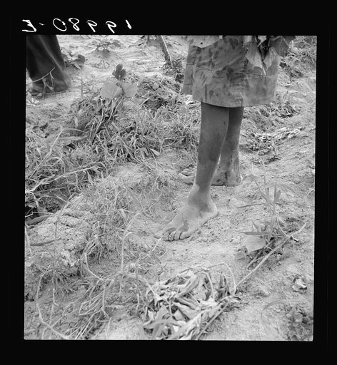Untitled photo, possibly related to: Thirteen year old daughter of Negro sharecropper planting sweet potatoes.  She walks down the row and places the young plants in the holes her father dug with a hoe. They will return down the row, water the plants with a bucket then cover the roots with earth. Ol