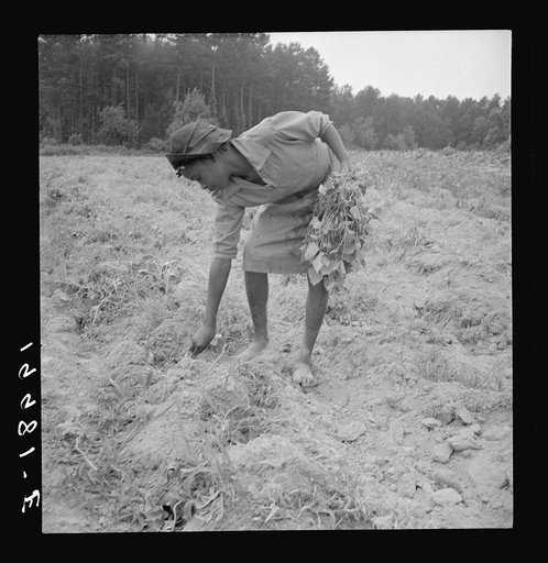 Thirteen year old daughter of Negro sharecropper planting sweet potatoes.  She walks down the row and places the young plants in the holes her father dug with a hoe. They will return down the row, water the plants with a bucket then cover the roots with earth. Olive Hill, North Carolina