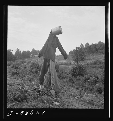 Scarecrow on a newly cleared field with stumps near Roxboro, North Carolina