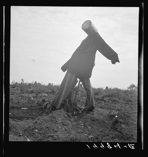 Untitled photo, possibly related to: Scarecrow on a newly cleared field with stumps near Roxboro, North Carolina