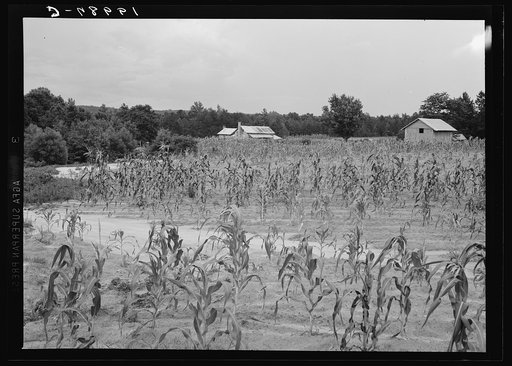 Landscape showing farmhouse, outbuildings, and cornfield. The corn is very spotty showing the unevenness of the soil. Note washings thru the fields. Caswell County, North Carolina