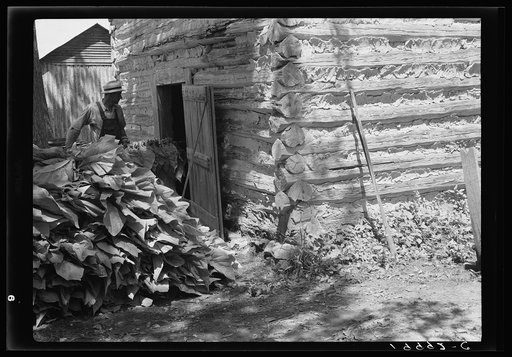 Putting in the tobacco after the morning work. Shoofly, North Carolina