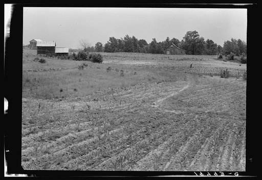 Negro sharecropper farm as seen from the road on other side of the hill from the owners. Two barns on the crest of the hill. One a new log barn not yet chinked. Sharecropper chopping in sweet potato patch. Person County, North Carolina