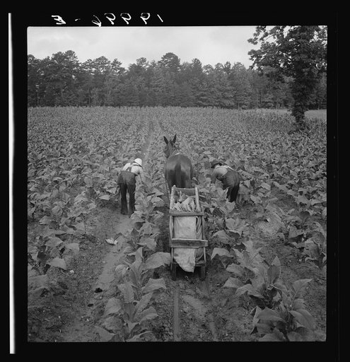 Untitled photo, possibly related to: Tobacco field in early morning where white sharecropper and wage laborer are priming tobacco. Shoofly, North Carolina