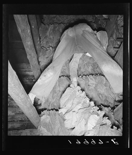 Son of tenant farmer hanging up strung tobacco inside the barn. Shoofly, Granville County, North Carolina