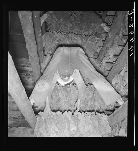 Son of tenant farmer hanging up strung tobacco inside the barn. Shoofly, North Carolina