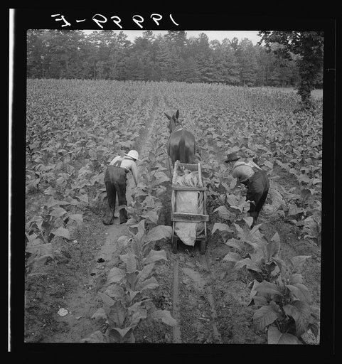 Tobacco field in early morning where white sharecropper and wage laborer are priming tobacco. Shoofly, North Carolina
