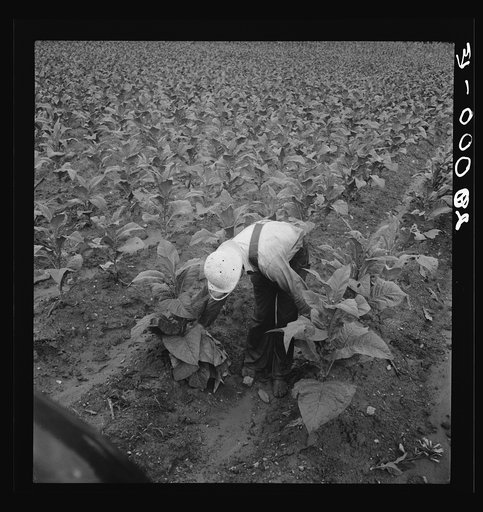 White sharecropper priming tobacco early in the morning. Shoofly, North Carolina