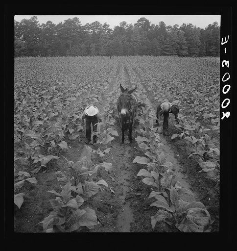 Untitled photo, possibly related to: Tobacco field in early morning where white sharecropper and wage laborer are priming tobacco. Shoofly, North Carolina