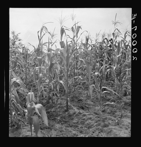 Close up of poor corn. Orange County, North Carolina