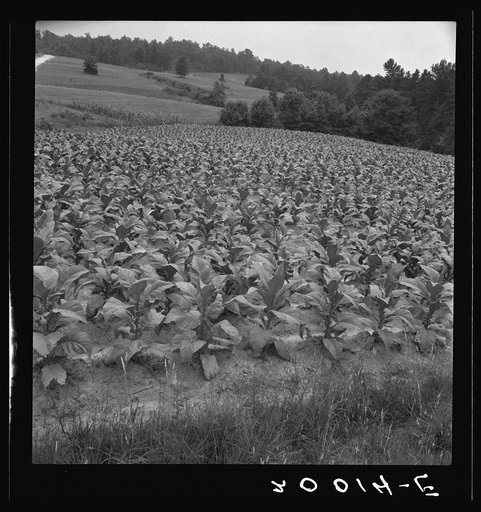 Bright cigarette tobacco growing in Negro sharecropper's field. It grows in light sandy loam. Near Upchurch, North Carolina