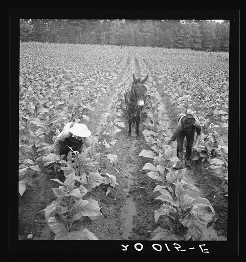 Tobacco field, early morning, where white sharecropper and wage laborer are priming tobacco. Shoofly, North Carolina