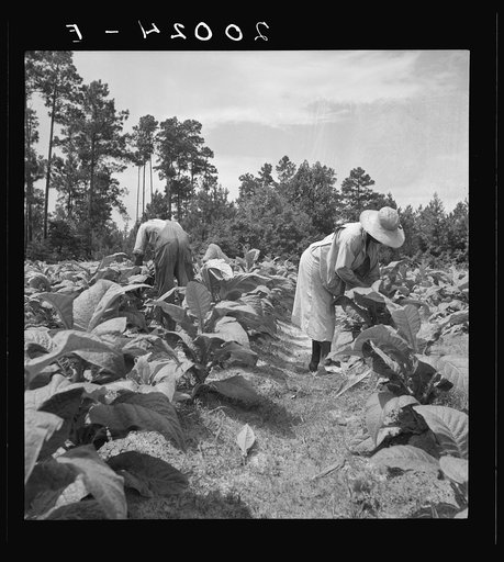 Negro tenants topping and suckering tobacco plants. Granville County, North Carolina