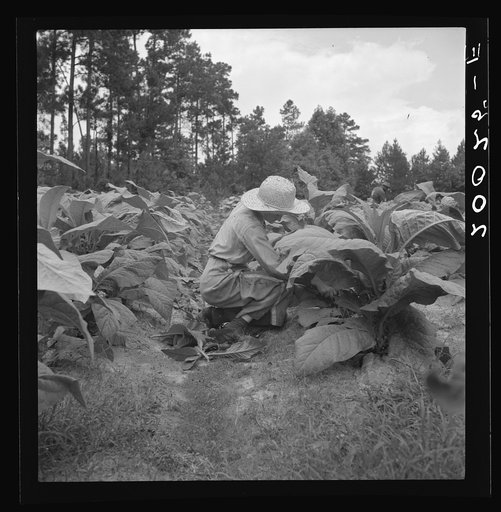 Untitled photo, possibly related to: Owner's daughter topping tobacco. She has a patch of her own of about 1000 hills from which she will be given the proceeds. Her father buys her clothes and she can have the "patch" money for whatever she wants. She is in the eighth grade; says she doesn't learn a