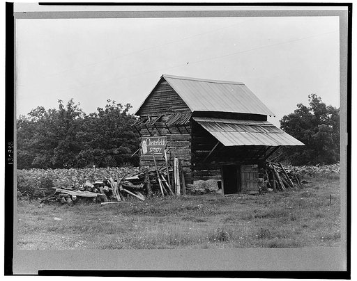 The tobacco barn, a distinctive American architectural form. Note tobacco growing in field behind barn. Person County, North Carolina