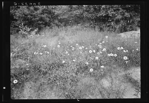 Along county road, Person County, North Carolina. Close-up on roadside showing natural coverage, including wild morning glory flowers