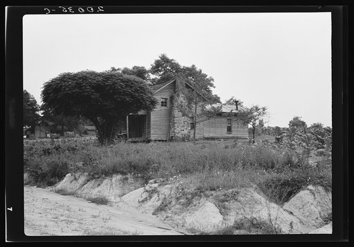 Story-and-a-half weatherboard house. Note chinaberry tree, common for shade. Note soil erosion in foreground. Note corner of tobacco field. Person County, North Carolina