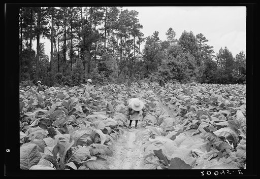 Untitled photo, possibly related to:  Negro tenants, men and women, and white owner's children working in the field together topping and suckering tobacco. Granville County, North Carolina