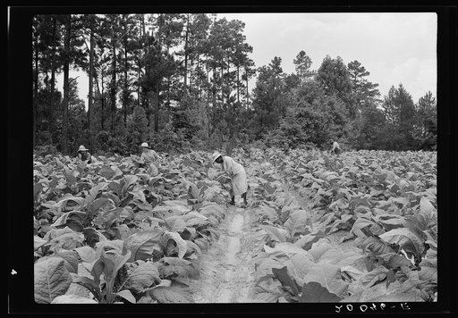 Untitled photo, possibly related to:  Negro tenants, men and women, and white owner's children working in the field together topping and suckering tobacco. Granville County, North Carolina