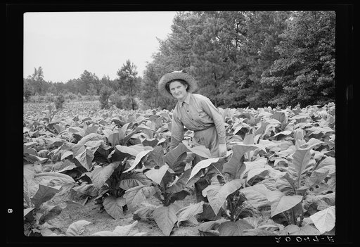 Owner's daughter topping tobacco. She has a patch of her own of about 1000 hills from which she will be given the proceeds. Her father buys her clothes and she can have the "patch" money for whatever she wants. She is in the eighth grade; says she doesn't learn as fast as she ought. Granville County