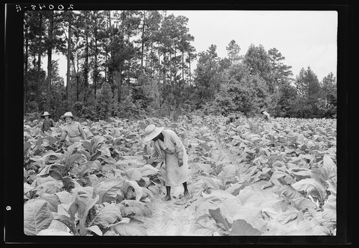 Negro tenants, men and women, and white owner's children working in the field together topping and suckering tobacco. Granville County, North Carolina
