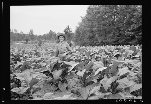 Untitled photo, possibly related to: Owner's daughter topping tobacco. She has a patch of her own of about 1000 hills from which she will be given the proceeds. Her father buys her clothes and she can have the "patch" money for whatever she wants. She is in the eighth grade; says she doesn't learn a