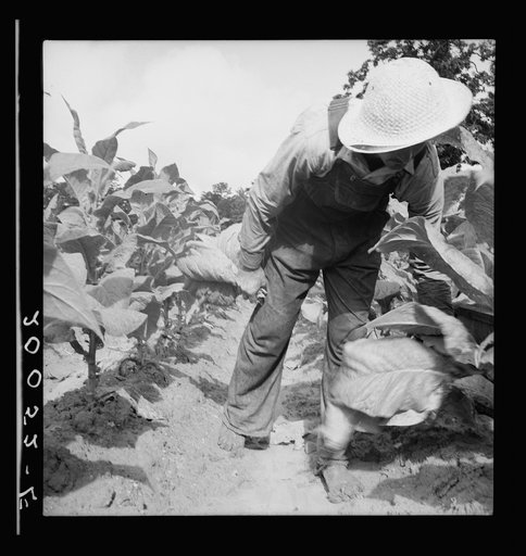 Untitled photo, possibly related to: White sharecropper, Mr. Taylor, has just finished priming this field of tobacco. Granville County, North Carolina