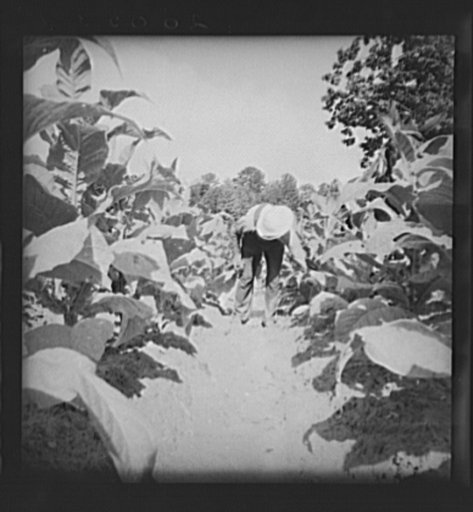 Untitled photo, possibly related to: White sharecropper, Mr. Taylor, has just finished priming this field of tobacco. Granville County, North Carolina