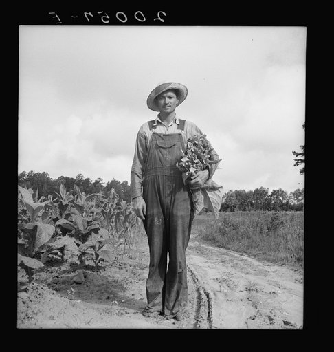 White sharecropper, Mr. Taylor, has just finished priming this field of tobacco. Granville County, North Carolina