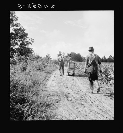 Untitled photo, possibly related to: Mr. Taylor and wage laborer slide tobacco to the barn from the field, about a quarter of a mile. Granville County, North Carolina