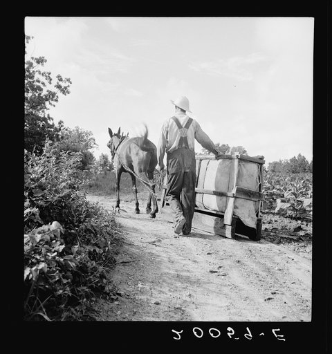 Untitled photo, possibly related to: Mr. Taylor and wage laborer slide tobacco to the barn from the field, about a quarter of a mile. Granville County, North Carolina