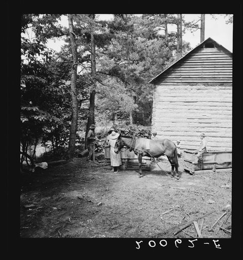 Untitled photo, possibly related to: Young son of tenant farmer gathering sticks for workers to string tobacco on. Granville County, North Carolina