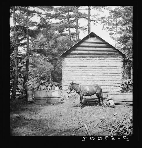 Untitled photo, possibly related to: Young son of tenant farmer gathering sticks for workers to string tobacco on. Granville County, North Carolina